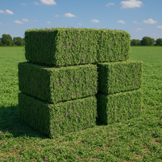Lucerne bales